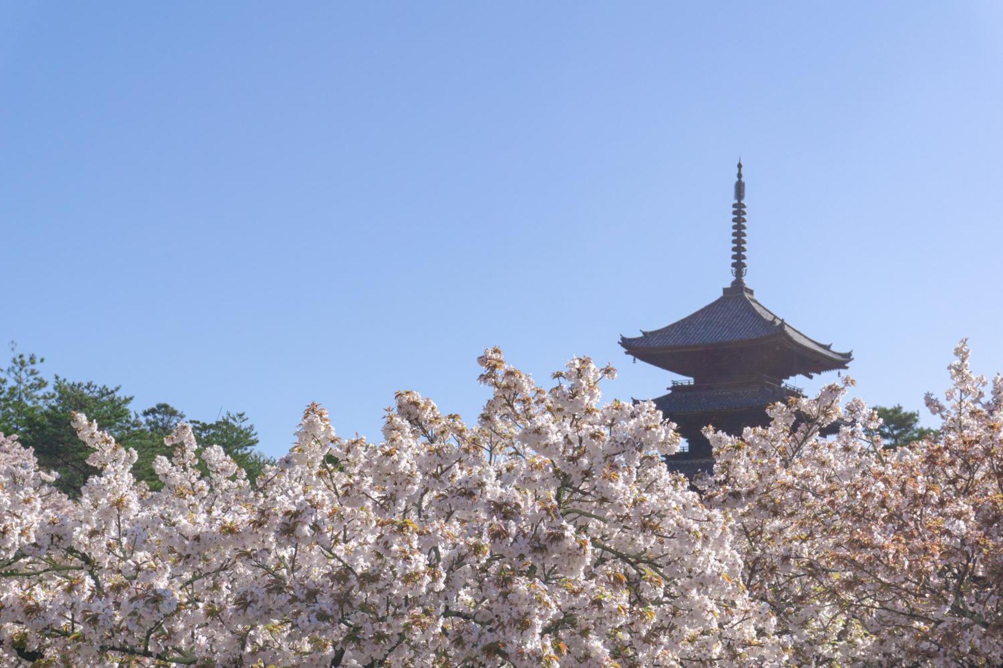 Hotel Tokyu Sakaiza Shijo Kawaramachi 4*