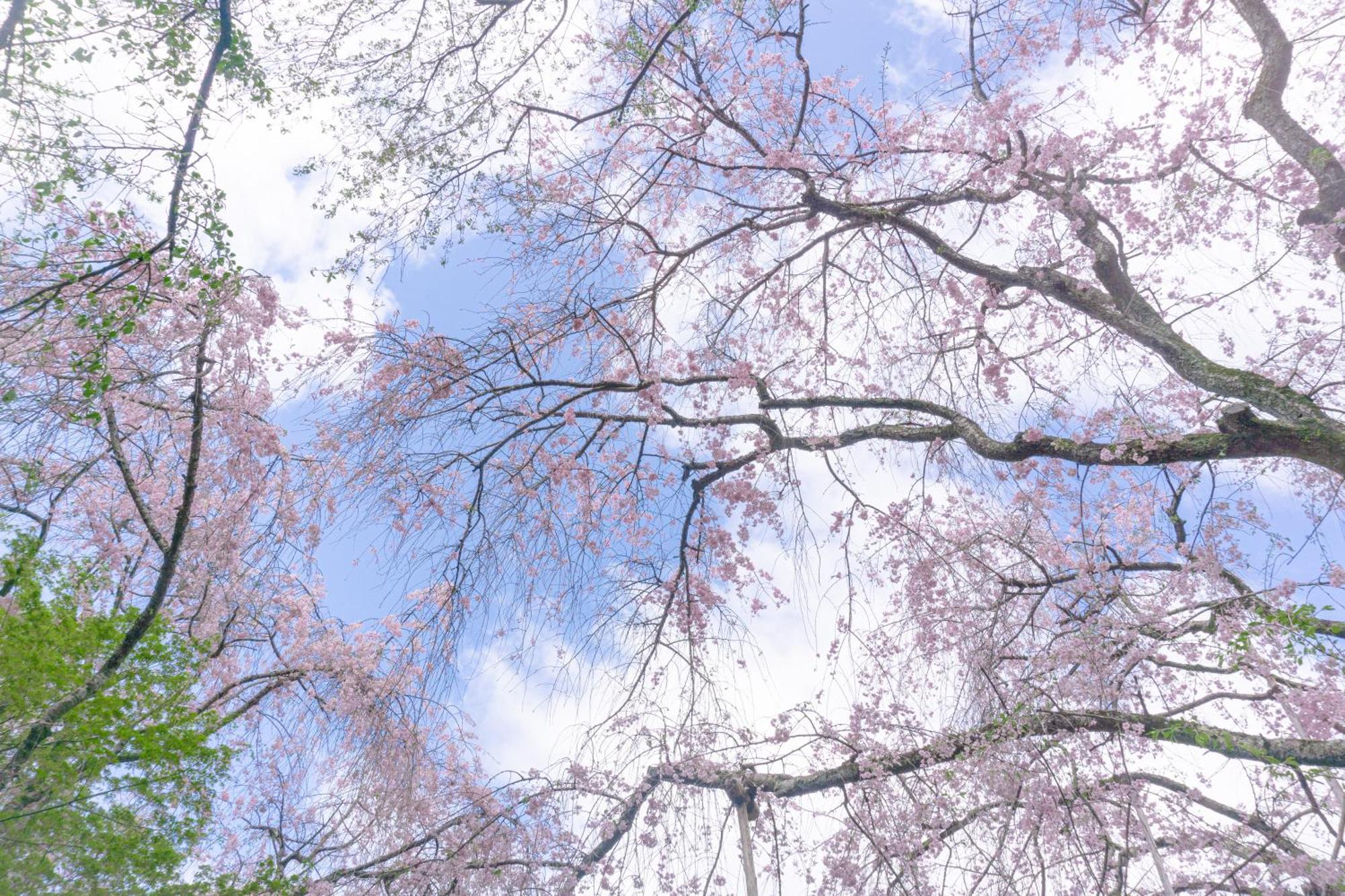 Tokyu Sakaiza Shijo Kawaramachi 4* Kyoto