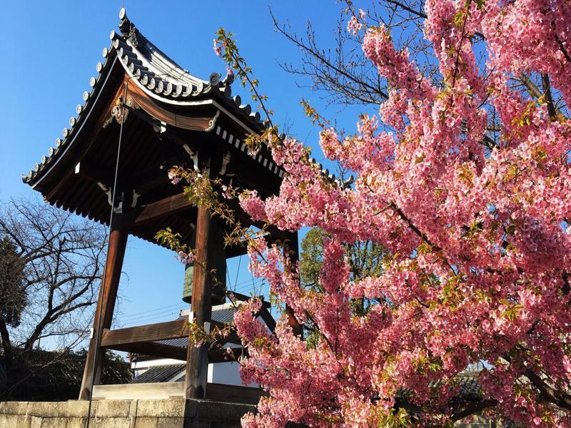 Sakura Toji West I Kyoto