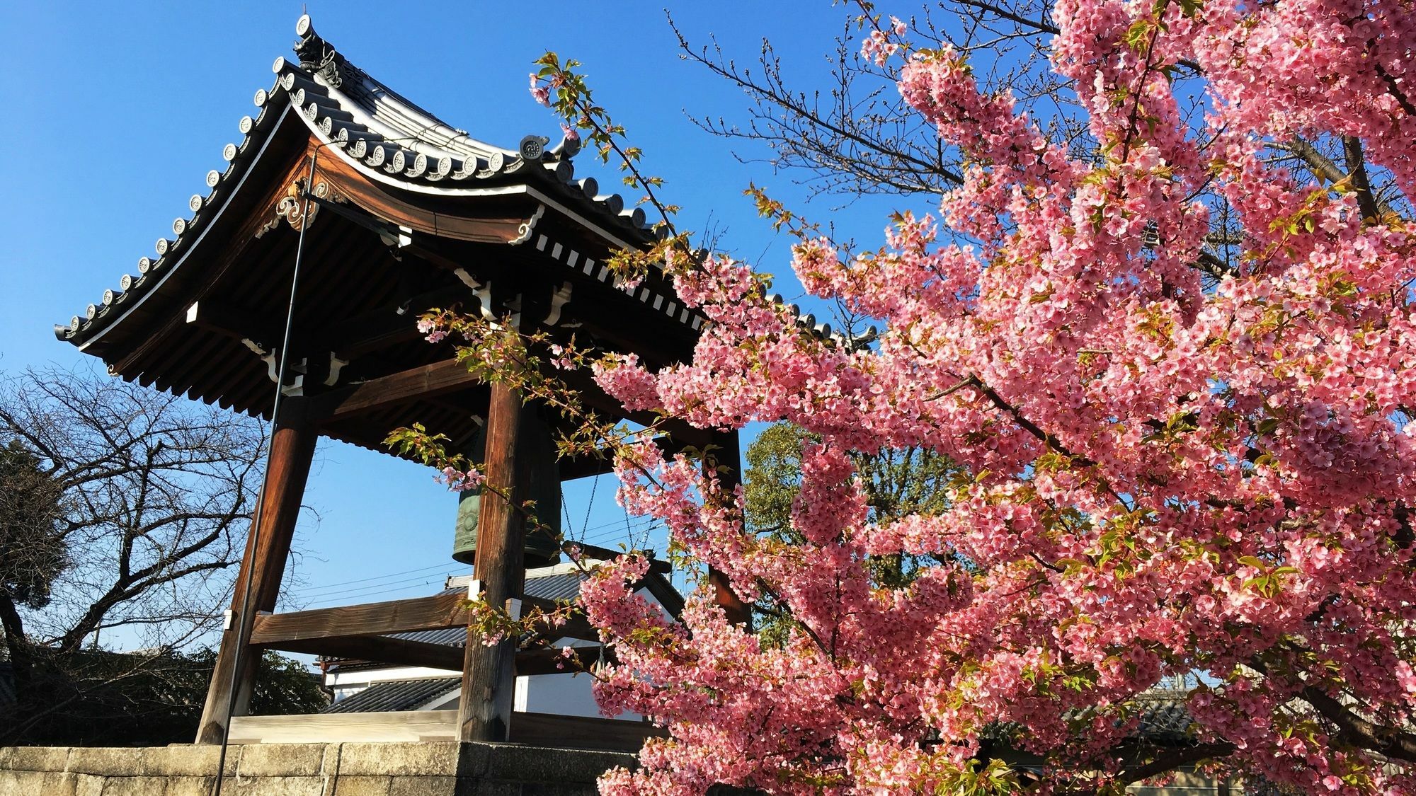 Sakura Toji West I Kyoto