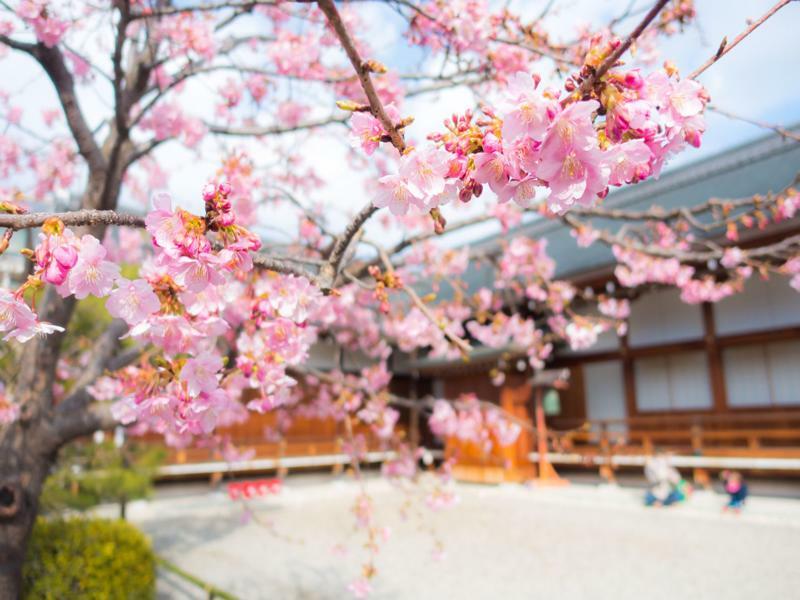 Sakura Toji West I Holiday home