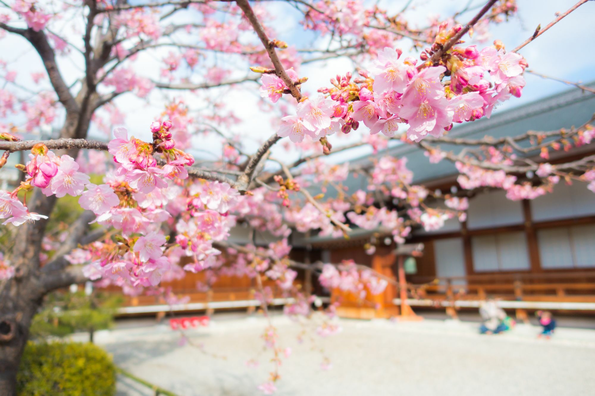Sakura Toji West I Kyoto