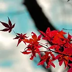 Stay Sakura Kyoto Nijo Seasons