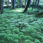 Mezame Kyoto