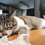 Tiny Guesthouse Umekoji 梅小路