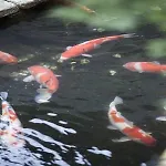 New Ginkaku Inn