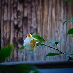 Kumomachiya Gionhanami