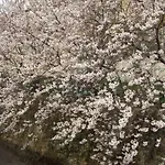 Kyoto Narutaki Keisenso
