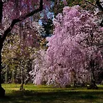 Close To Golden Temple -Kinkakuji-