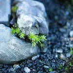 Ryokan Mugen (Adults Only)