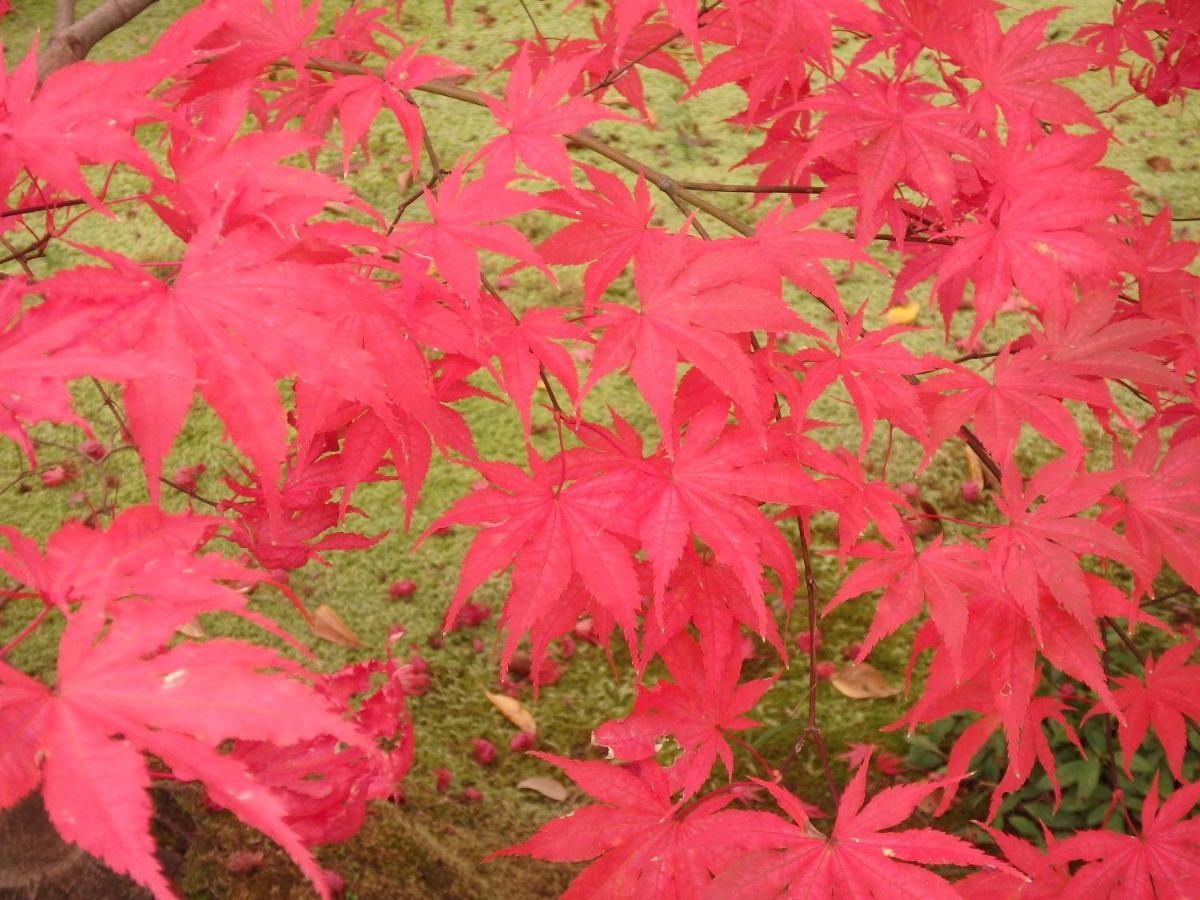 Guest house Kyo No Yado Nishioji *