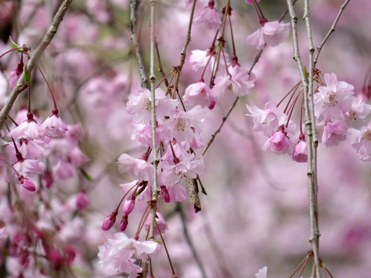 Sakura Gion Miyagawacho Kyoto