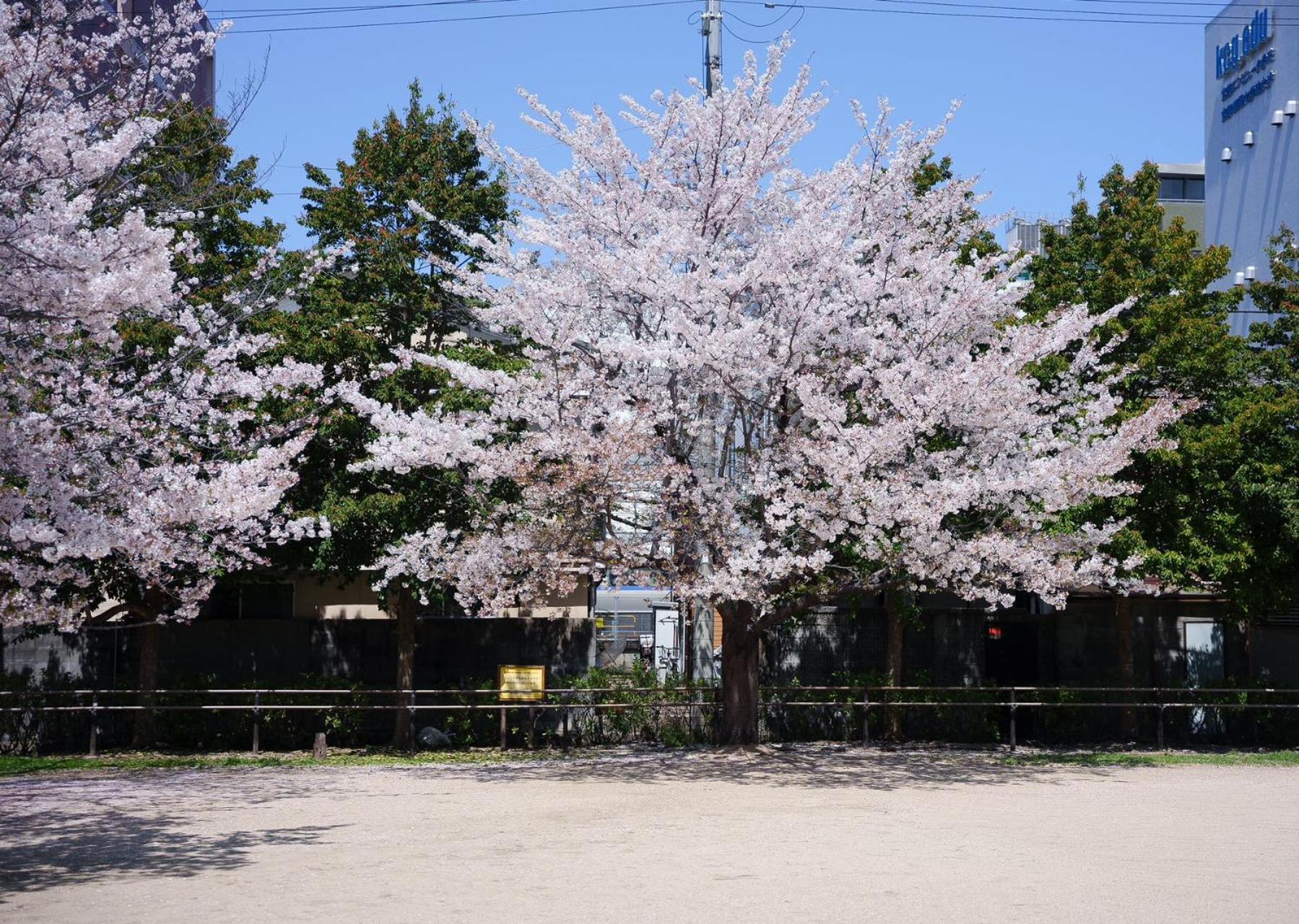 Villa Konayuki Machiya 粉雪の宿 5min Walk From St