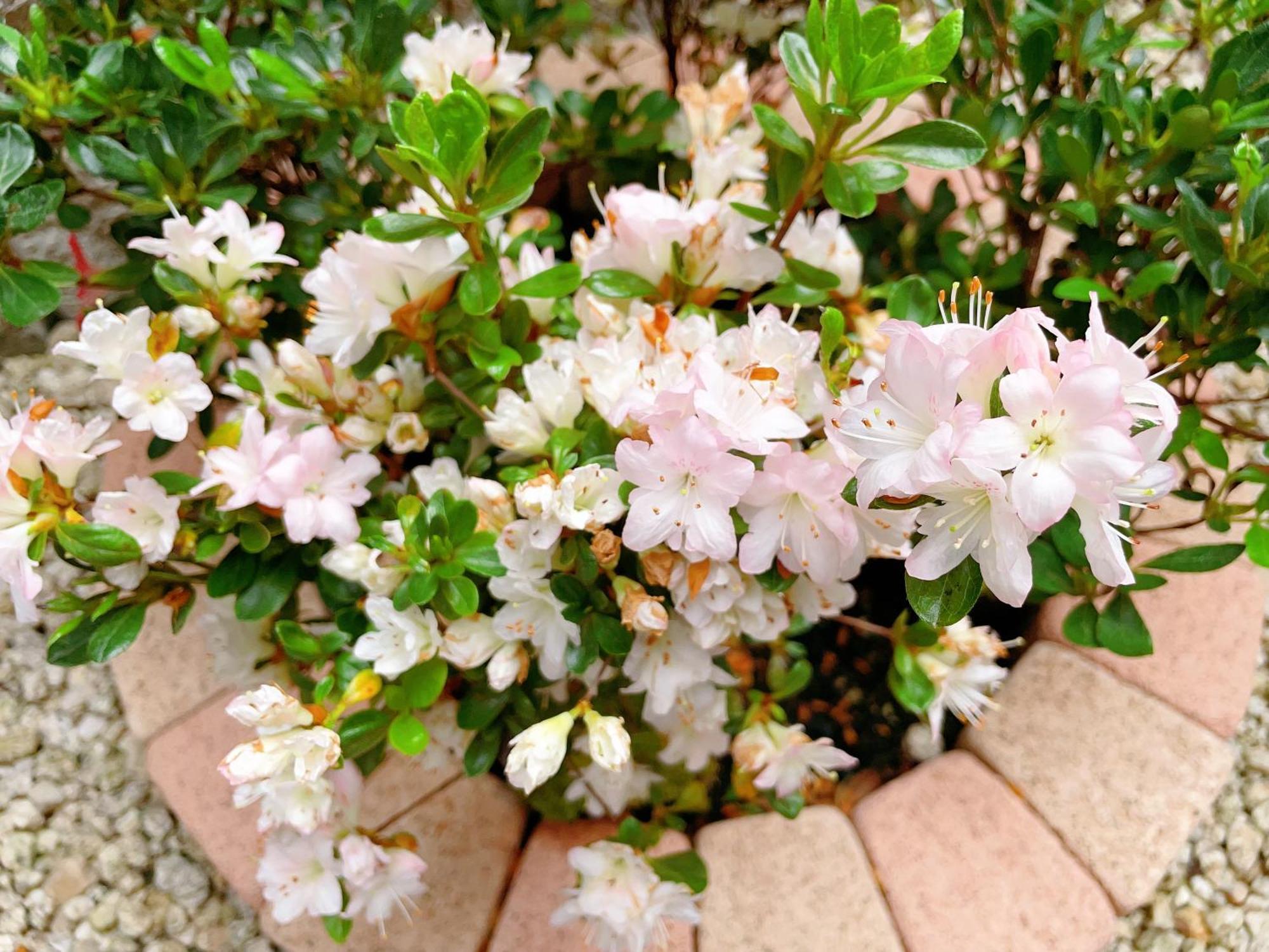 Guest house Suikakan Heianjingumae 酔花間