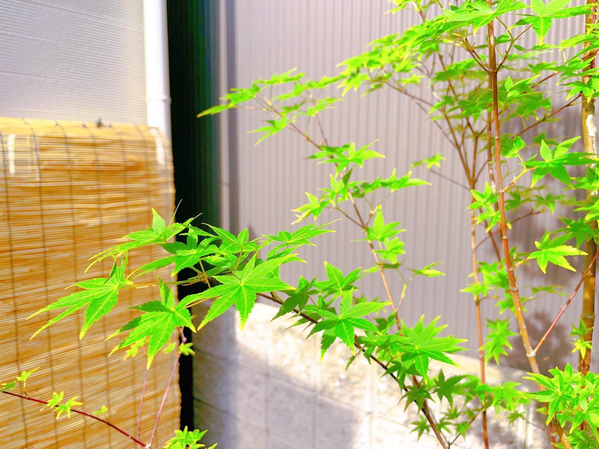 Suikakan Heianjingumae 酔花間 * Kyoto