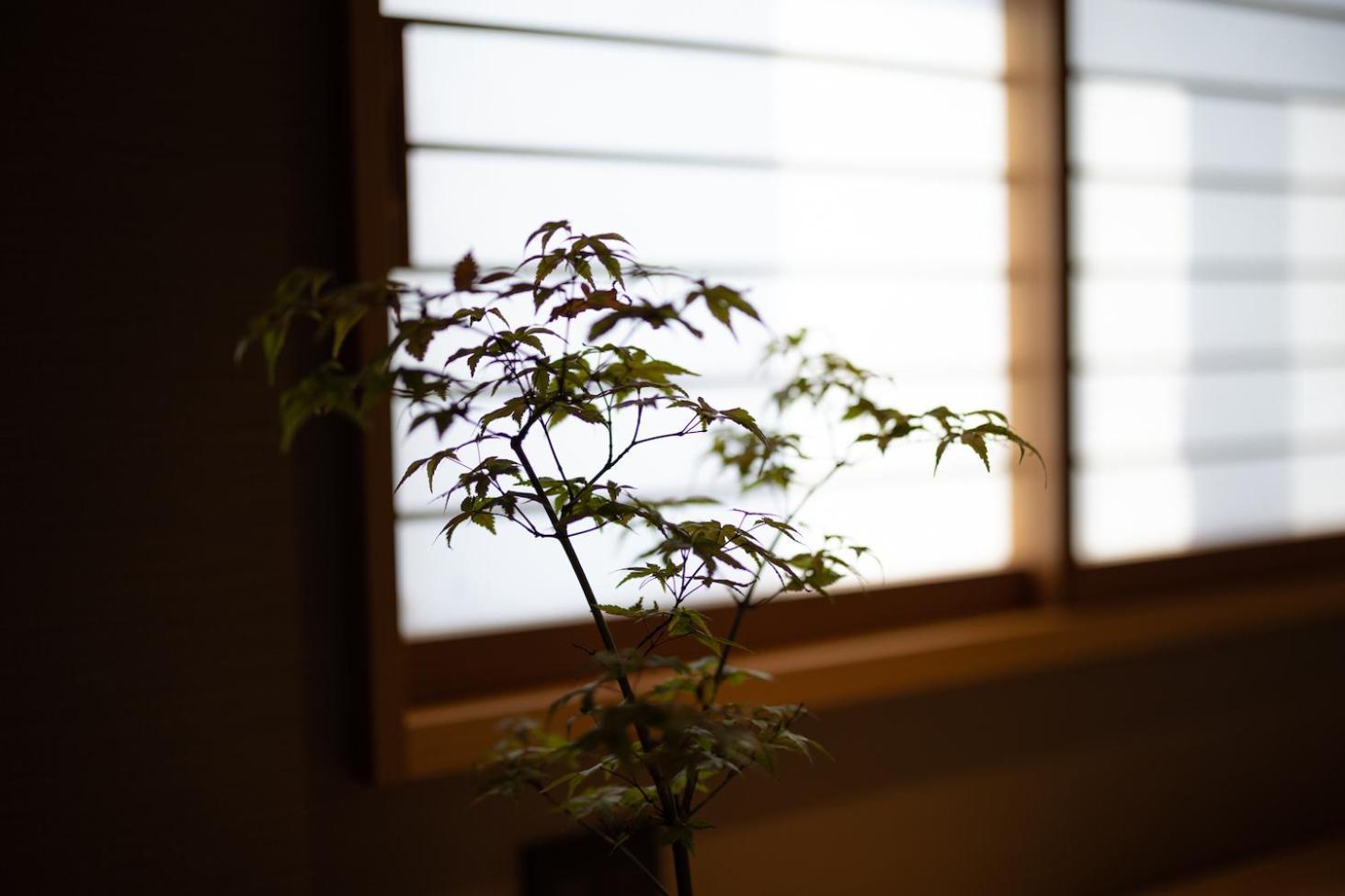 Higashiyama Shikikaboku Kyoto