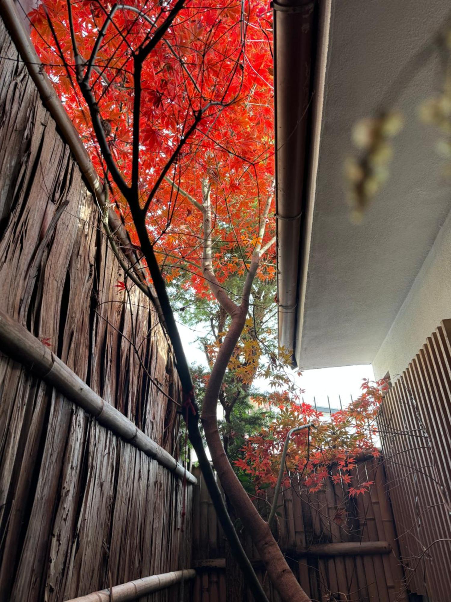 京町家-椿庵kyomachiya-tsubakian Holiday home Kyoto