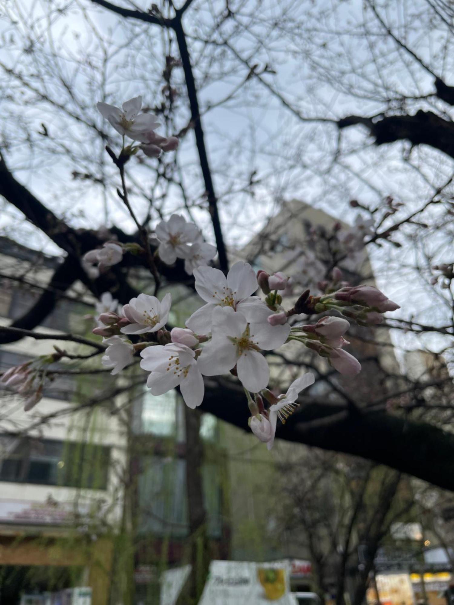 Hotel Izutsu Takasegawa Kyoto