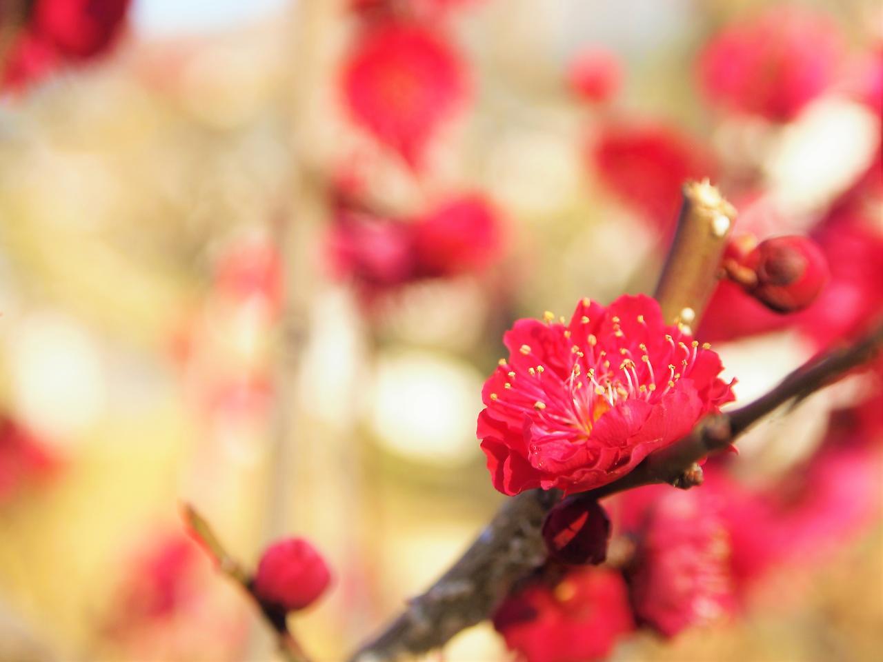 Aparthotel Sakura Shijo Karasuma Kyoto
