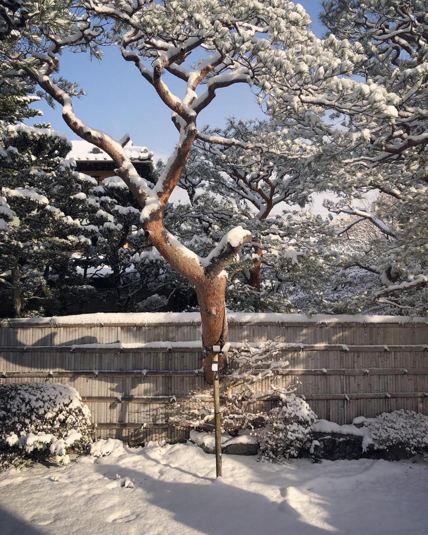 伝心庵 Garden Denshin-an * Kyoto