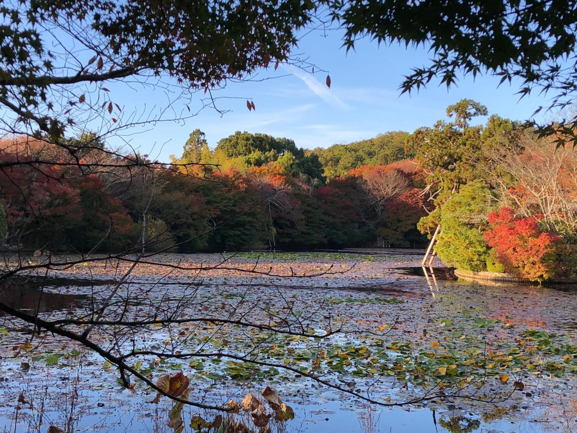 伝心庵 Garden Denshin-an Holiday home *