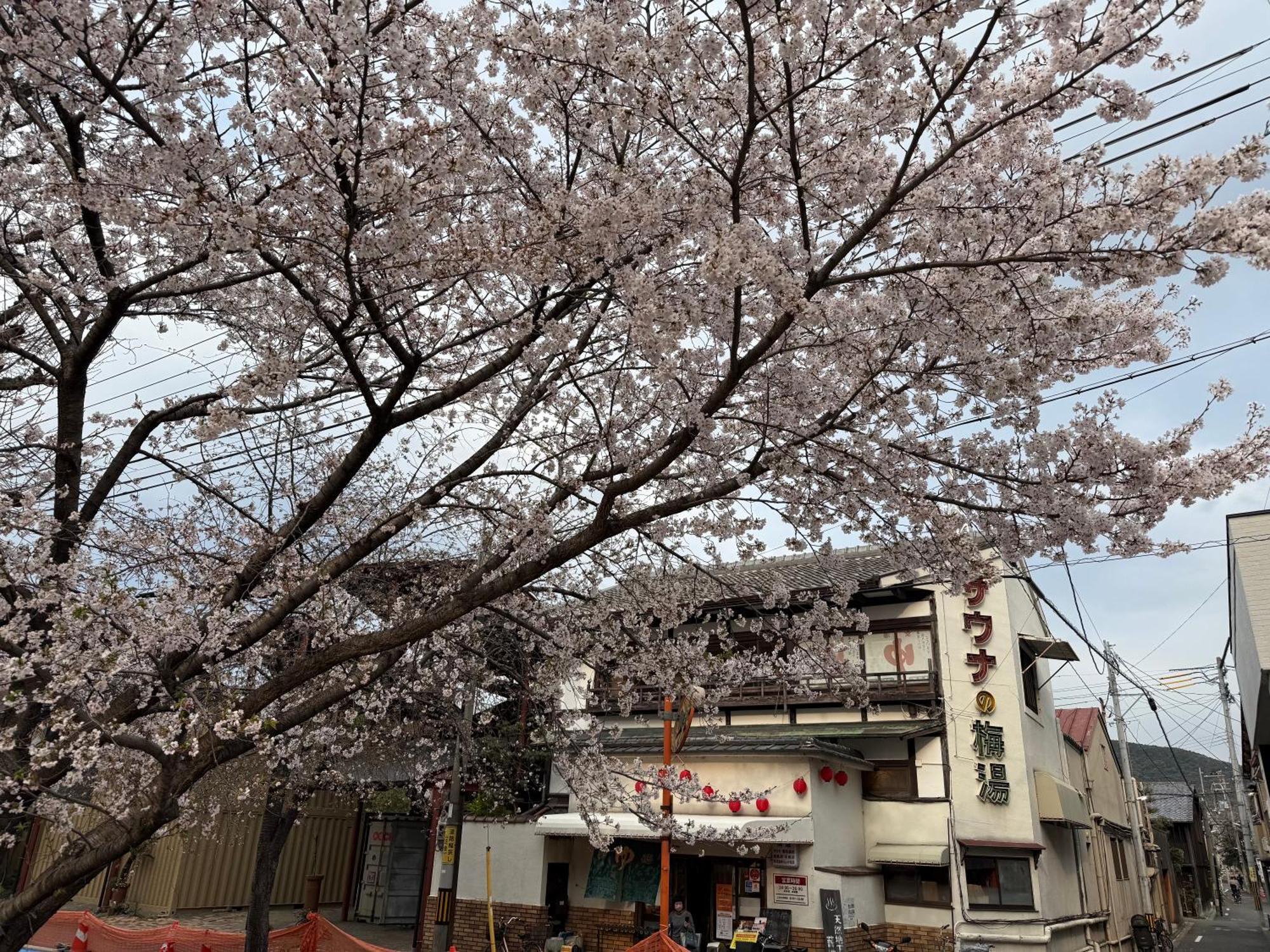 Homestay 初音 *