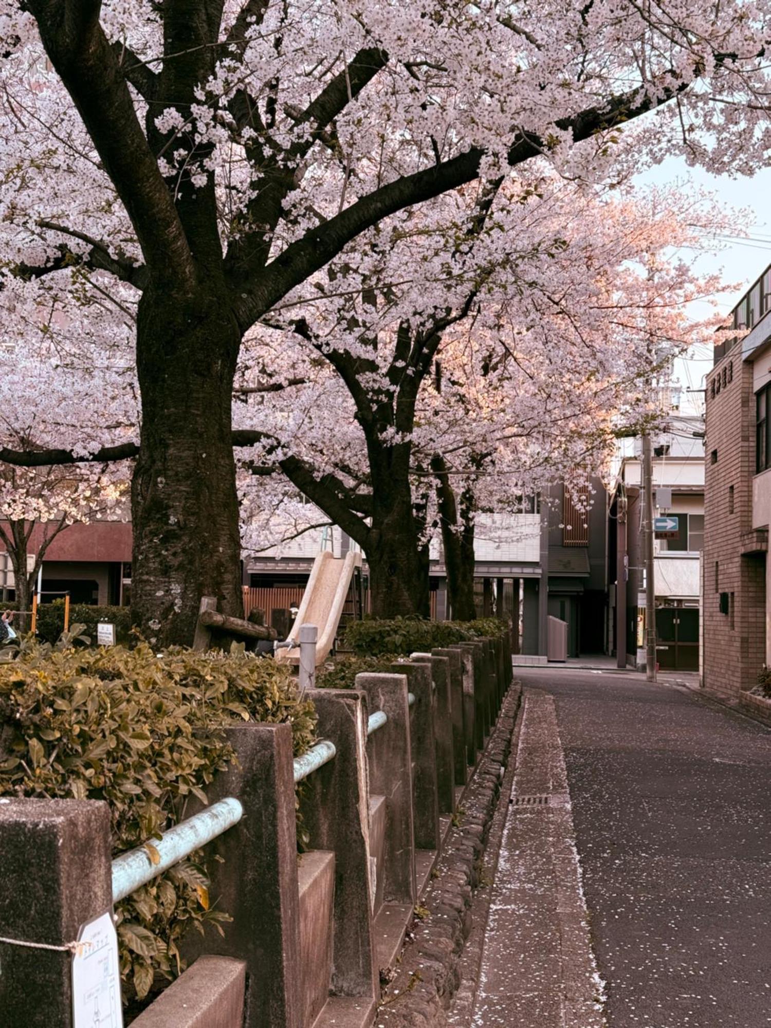 初音 Kyoto