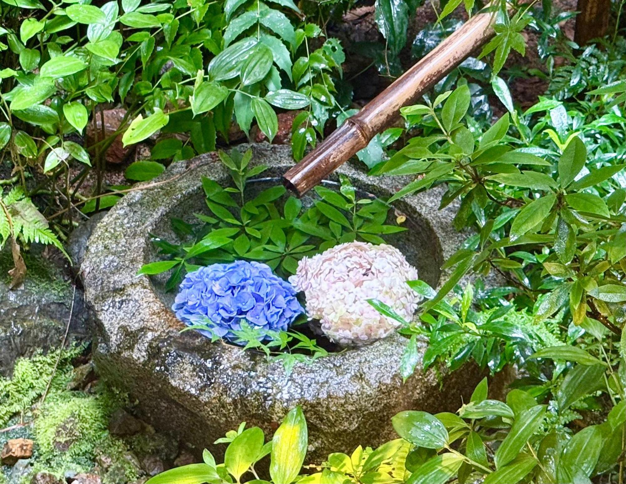 Hiyori Mitake 日和御竹 Kyoto