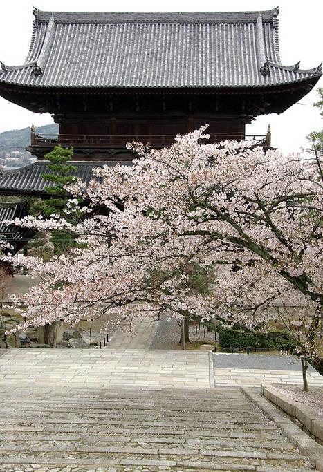 Neneko House Kyoto