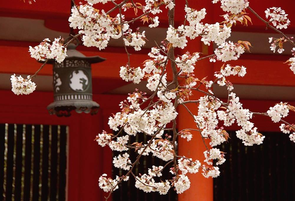 Neneko House * Kyoto