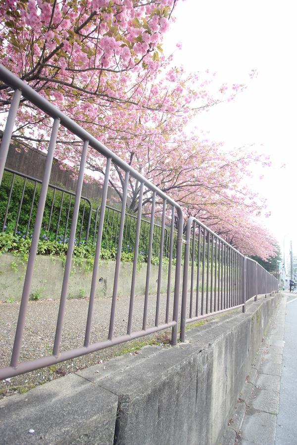 Kiyomori No Baika * Kyoto