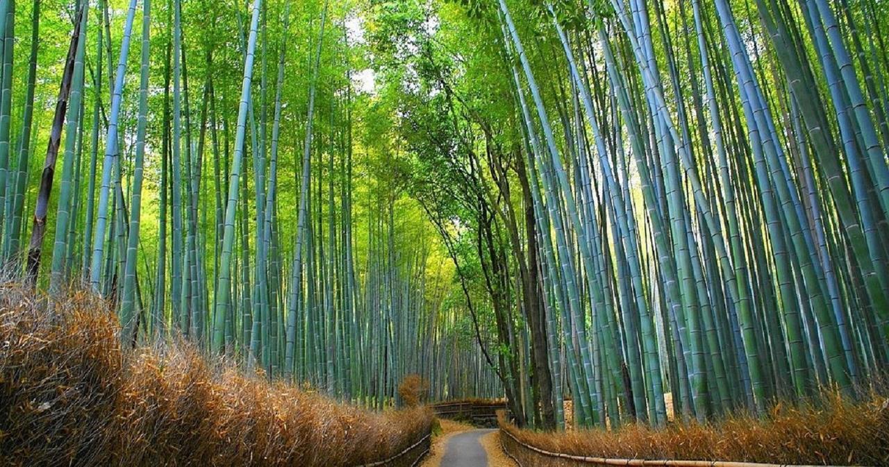 Kyomachi Shujaku * Kyoto