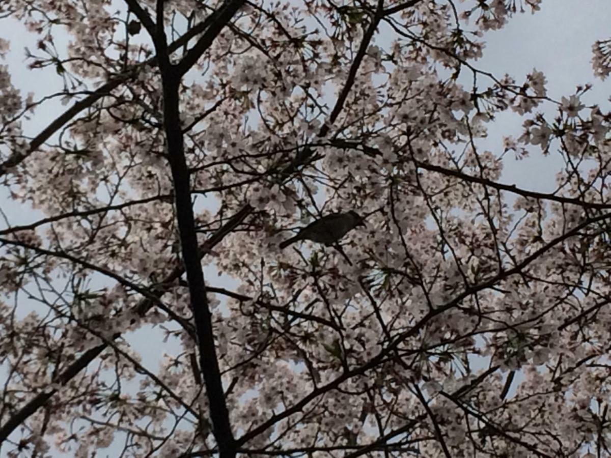Suzume-an *