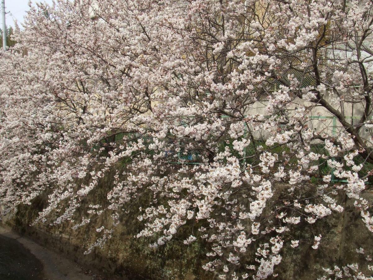 Narutaki Keisenso Kyoto