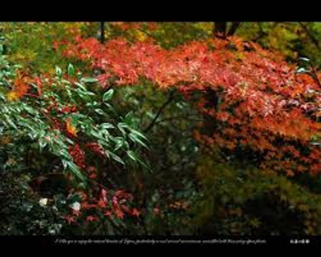 Close To Golden Temple -kinkakuji- * Kyoto