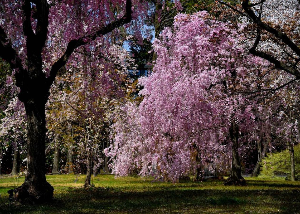 Close To Golden Temple -kinkakuji-