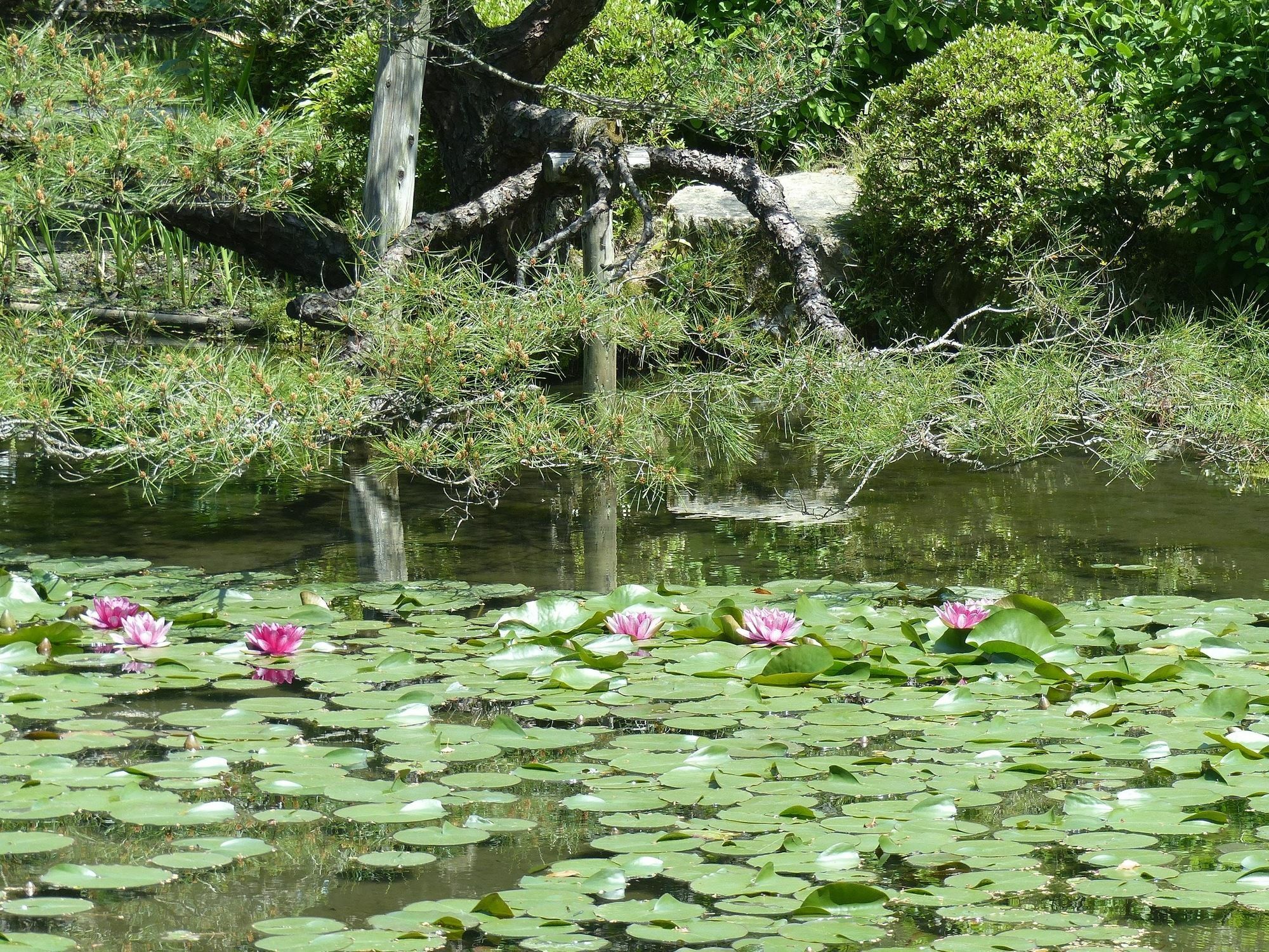 Kobako