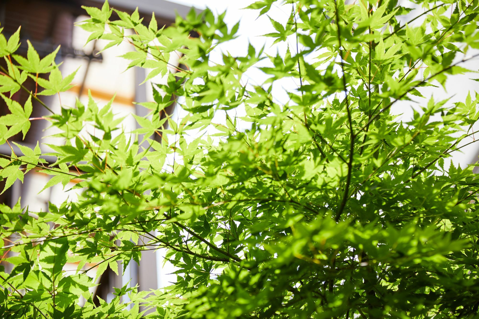 Tachibana An * Kyoto