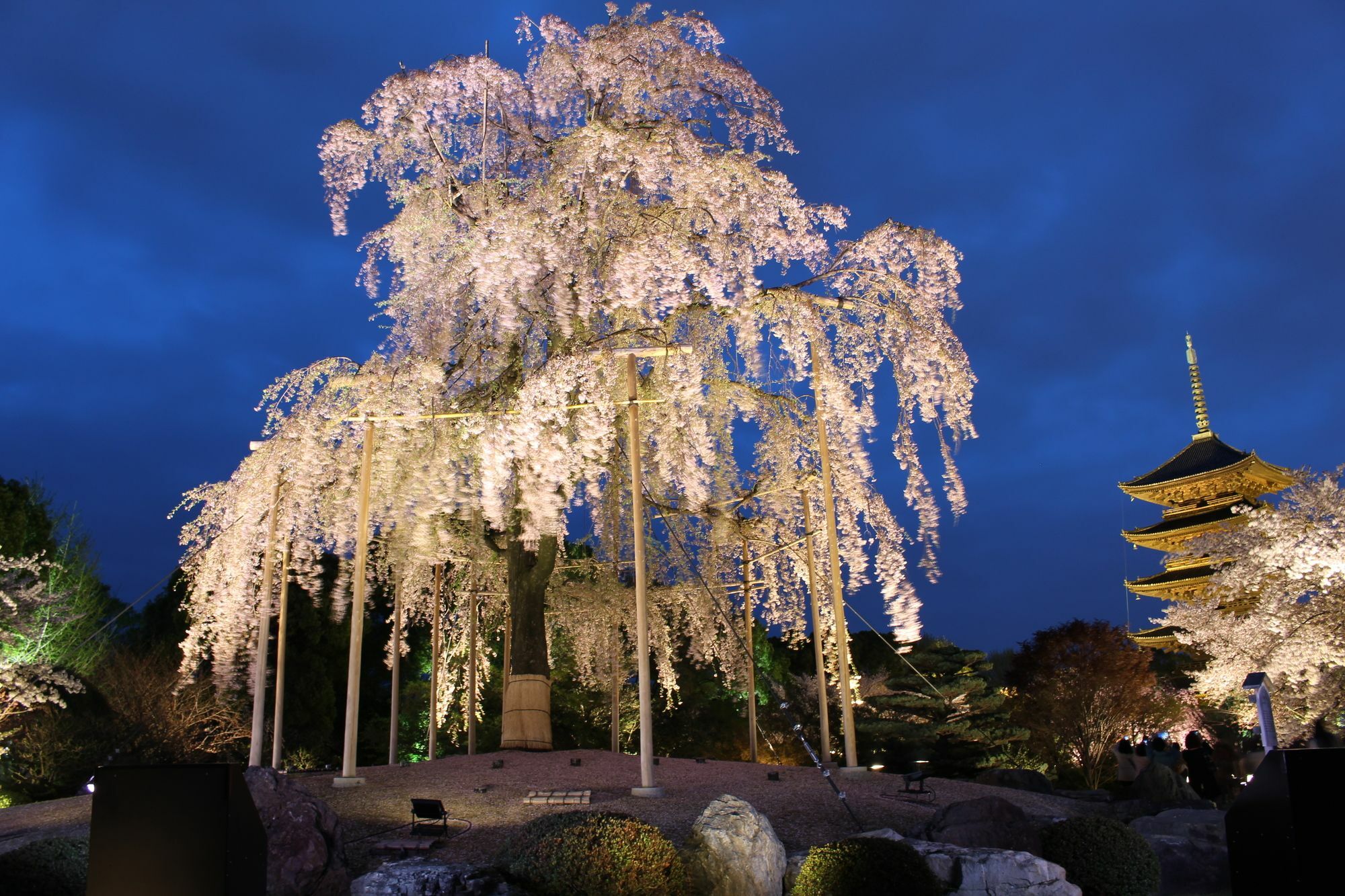 Sakura Nijo Seasons