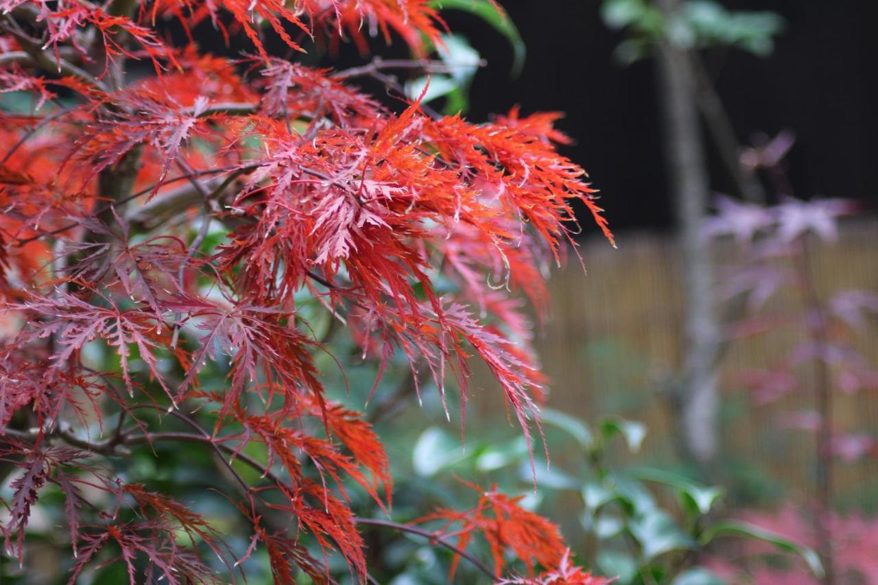 Nishijin No Sato 西陣之郷 -100 Yrs Smart & Sustainable Ai Arthouse With 10gbps Wifi - Holiday home Kyoto