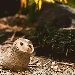 慶有魚-葵
