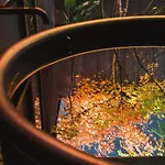 Maana Kyoto