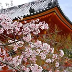Stay Sakura Kyoto Suzaku Oji