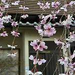 京都 三日月 Mikazuki