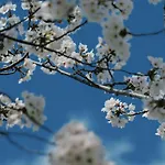 Konayuki Inn Machiya 粉雪の宿 5Min Walk From Kyoto St