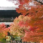 Neneko House