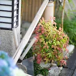 Ohanabo