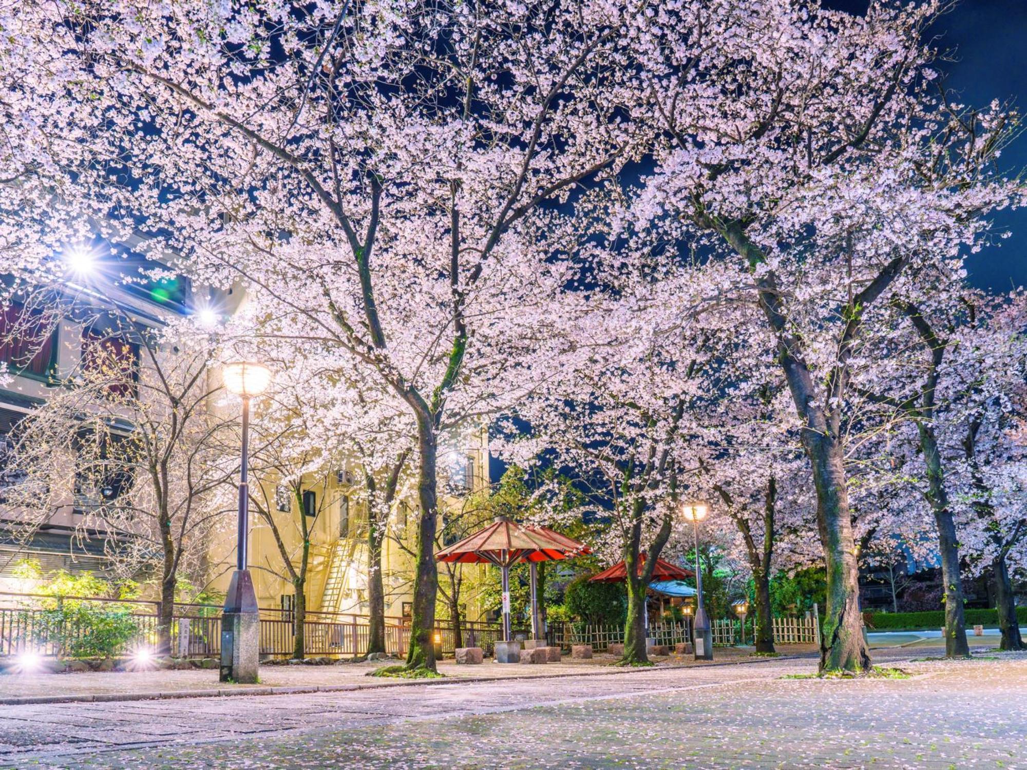 The Blossom Kyoto