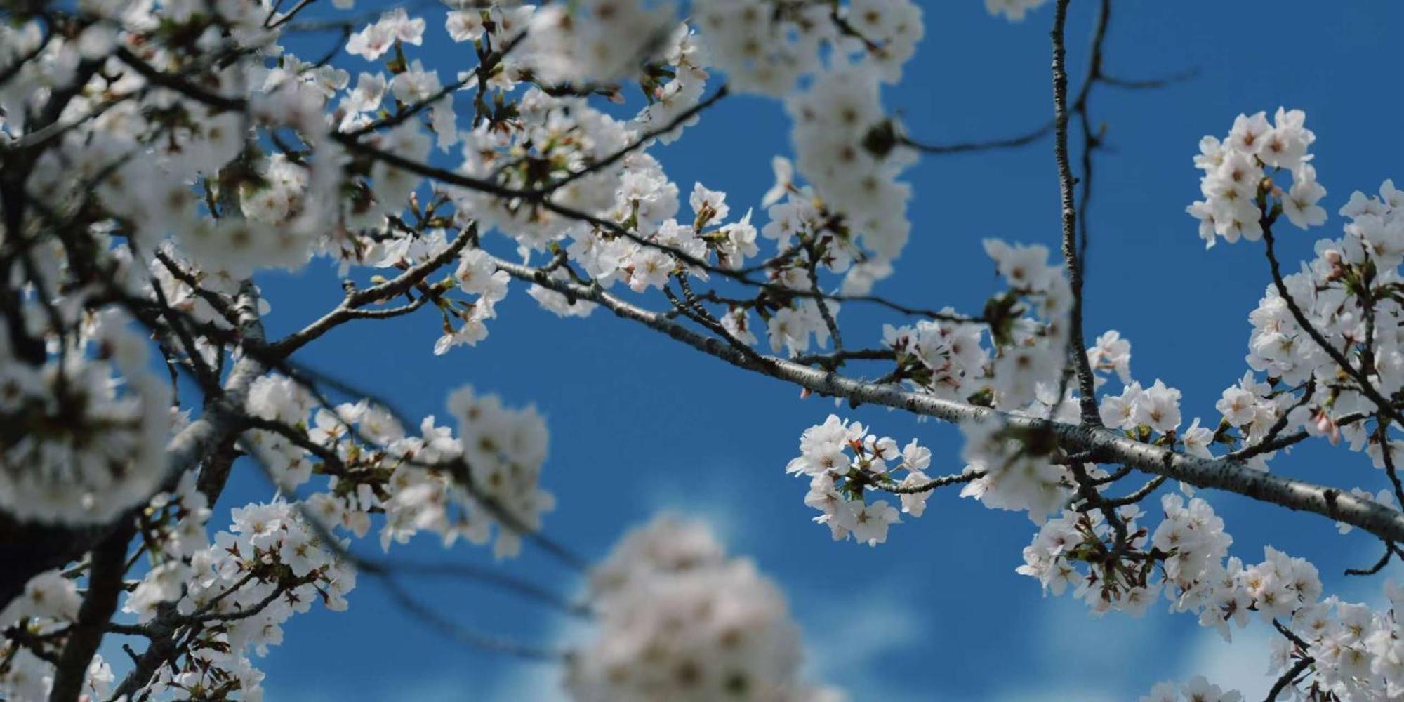 Konayuki Machiya 粉雪の宿 5min Walk From St * Kyoto