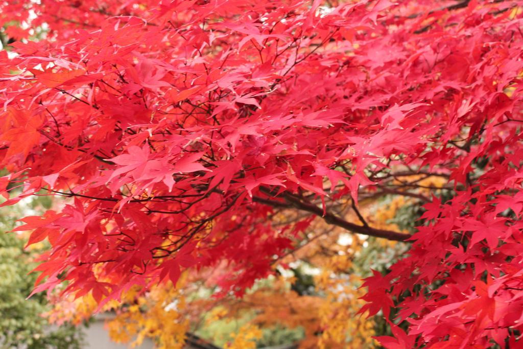 M's Shijo Omiya Hotel
